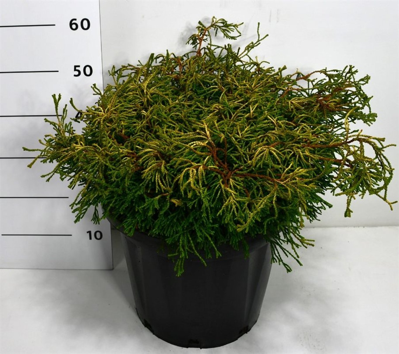 Chamaecyparis o. 'Gitte' - C25 80-90 CM